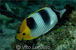 Fishs by Vito Lorusso 